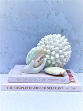 Load image into Gallery viewer, Caribbean Calcite Palmstones - Intuitively Selected
